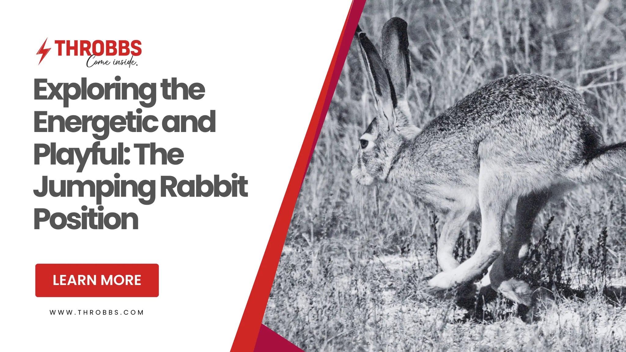 Exploring the Energetic and Playful: The Jumping Rabbit Position