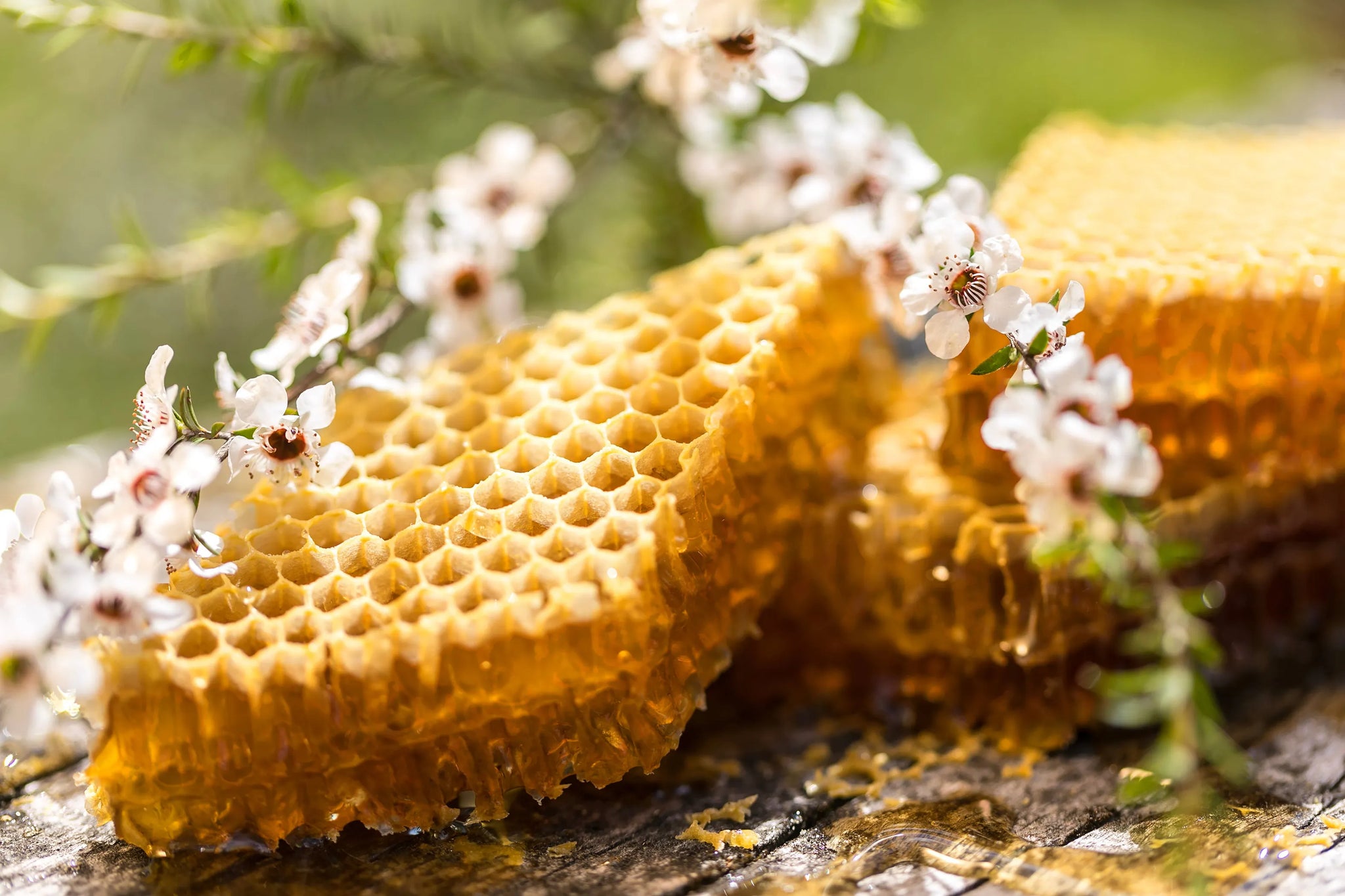 Bush Honey